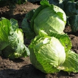 Kako posaditi rasad kupusa u zemlju